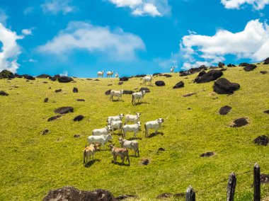 Kosta Rika otlayan inekler