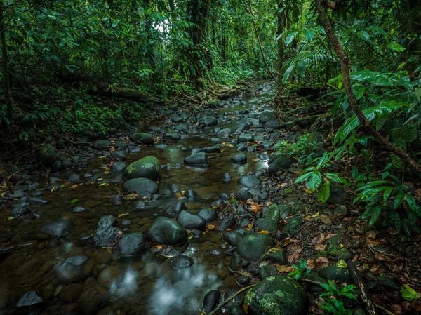 Bach Tropischen Wald Costa Rica — Stockfoto
