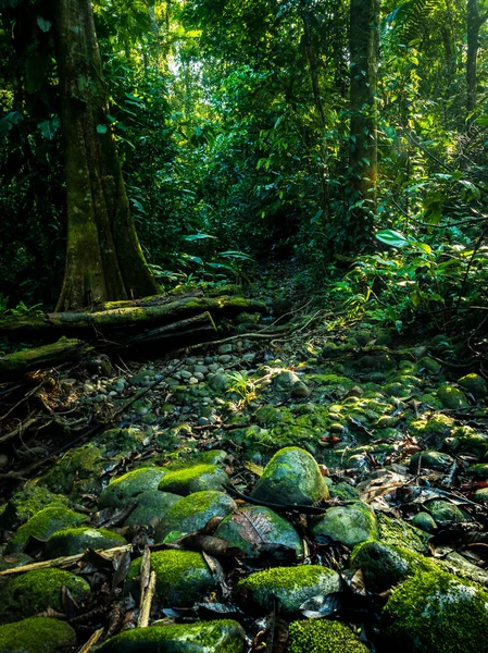 Tropischer Dschungel Weg Nach Costa Rica — Stockfoto