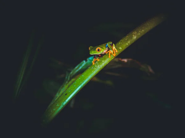 Rotäugiger Frosch Freier Wildbahn Costa Rica — Stockfoto