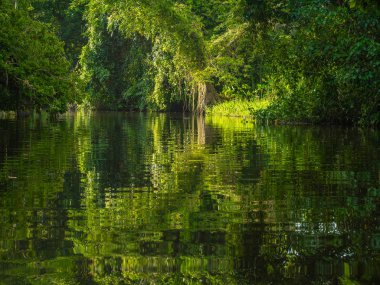 Tropikal nehir, su yansımalar görülen