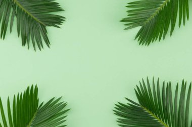 Kopya alanı pastel yeşil zemin üzerine eğreltiotu yaprakları