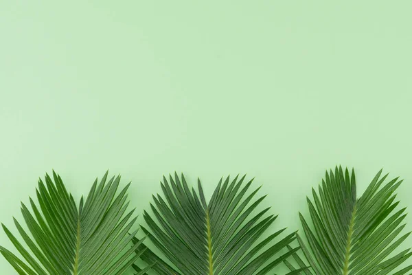 Папороть Листя Пастельних Зелений Фон Копією Простір Стокове Фото