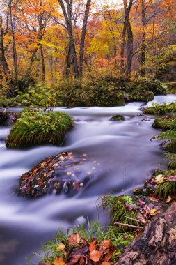 Küçük doğal şelale Oirase akışı Güz, Aomori, Japonya