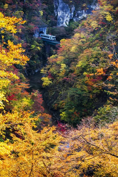 Train and Colourful Maple Trees on Hillside of Narugo Gorge, Fuk