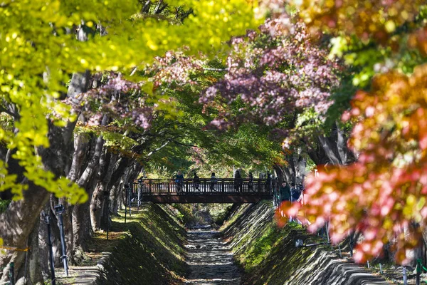 Corridoio Momiji Autunno Lago Kawaguchiko Giappone — Foto Stock