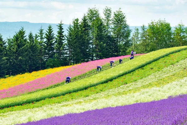Japão Jul 2019 Jardineiros Campo Flores Coloridas Lavanda Verão Tomita — Fotografia de Stock