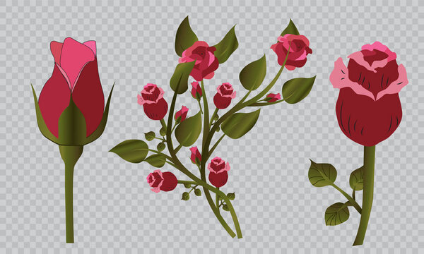 Beautiful roses, a bouquet of roses for the holiday. Birthday, weddings and other holidays. Vector illustration.