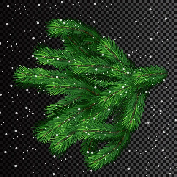 Cepillo Ramas Árbol Navidad Sobre Fondo Transparente Abeto Esponjoso Rama — Vector de stock