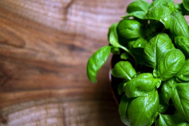 Genovese fesleğeni (Ocimum bazilicum) yeşil yaprakları Ceneviz pesto sosunda kullanılan aşçılık bitkisi. İtalyan mutfağı kavramı