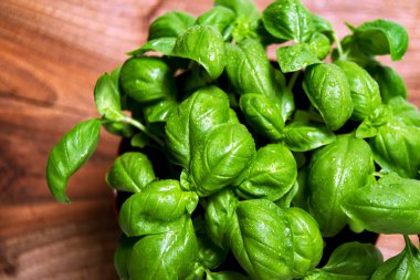 Genovese fesleğeni (Ocimum bazilicum) yeşil yaprakları Ceneviz pesto sosunda kullanılan aşçılık bitkisi. İtalyan mutfağı kavramı