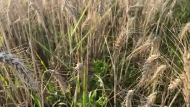Yaz günü güneş ışığında buğday tarlası. Sağlıklı gıda, tarım ve doğal yaşam kavramı