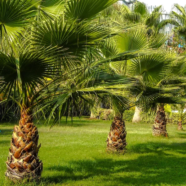 Row Bright Green Palms Green Lawn Sunny Canicular Day — Stock Photo, Image