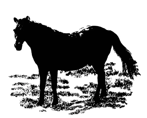 Cavalo Preto Uma Grama Isolada Fundo Branco Imagem Vetorial Silhueta — Fotografia de Stock