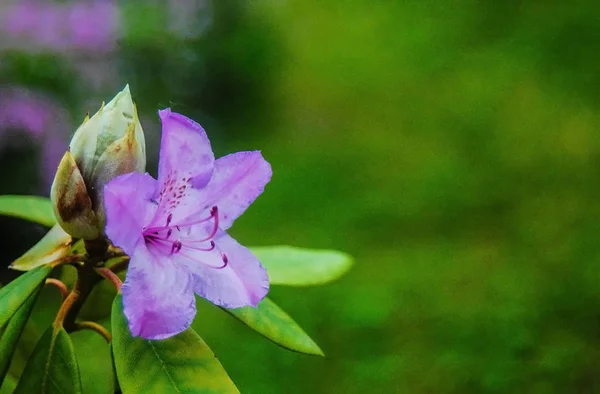 A bright pink garden flower is isolated CU on a grass green background