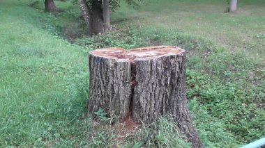 Seyahat doğada resort, Rusya, Tver bölgesinde, Volga Nehri, Karacharovo, 2018