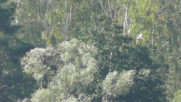 Cestování Přírodě Resort Rusko Severozápadní Oblast Tver Řeky Volhy Karacharovo — Stock fotografie