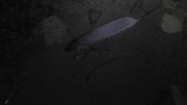 Reisen in die Natur auf Erholungsort, Russland, tver Region, Wolga, Karatscharowo, 2018 — Stockbild Reisen Die Natur Auf Erholungsort Russland Tver Region Wolga Karatscharowo — Stockfoto