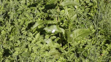 Nehir Volga, Rusya, Tver bölgesi, doğa Karacharovo, 2017