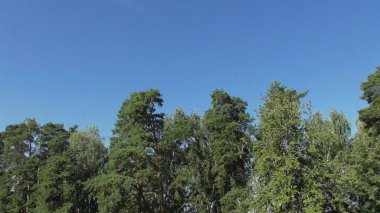 Nehir Volga, Rusya, Tver bölgesi, doğa Karacharovo, 2017