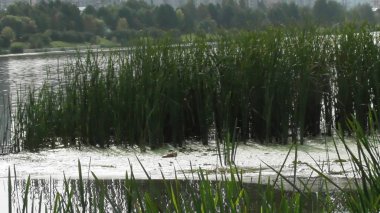 Şehir gün 850 Moskova yıldönümünde parkta yürümek. Doğa ve nehir, Rusya, Bratislavskaya, 2018