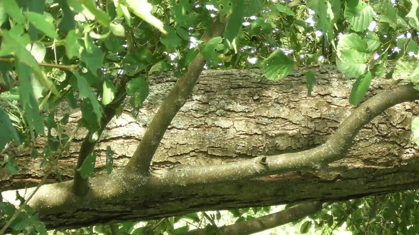 Yaz mevsimi doğa nehir seyahati Volga