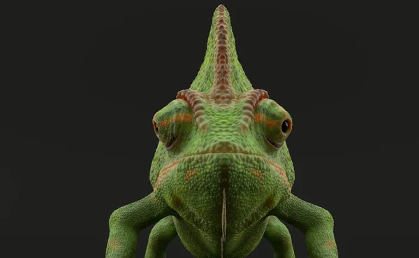 Caméléon Regarde Droit Devant Sur Fond Gris Illustration — Photo