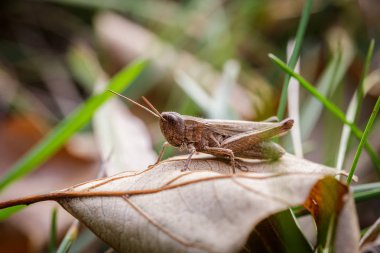 Daha az Marsh çekirge, Chorthippus albomarginatus, Omocestus viridulus, çekirge, taklit