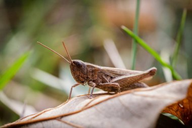 Daha az Marsh çekirge, Chorthippus albomarginatus, Omocestus viridulus, çekirge, taklit