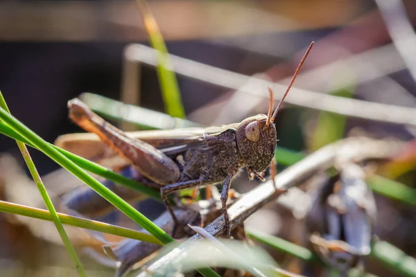 Lesser Marsh Grasshopper, Chorthippus albomarginatus, Omocestus viridulus, Grasshopper, mimicry — Stock Photo, Image