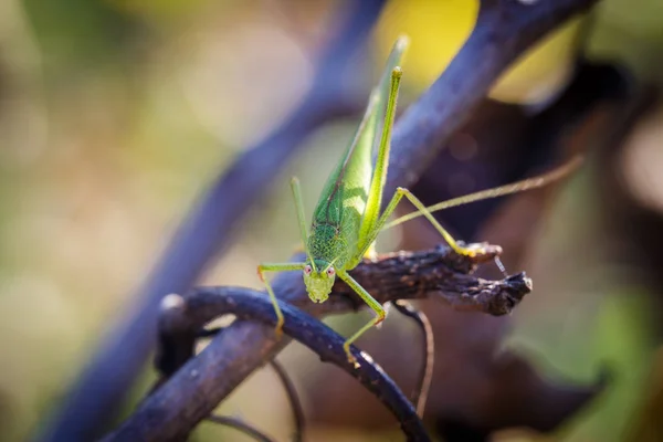 Fabthippus albomarginatus, Omocestus viridulus, Green Grasshopper, mimicry, Locusta migratoria — стоковое фото