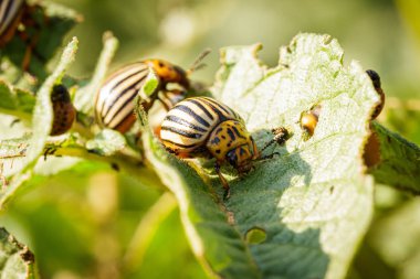 Patatesin yeşil yaprağında on çizgili patates böceği