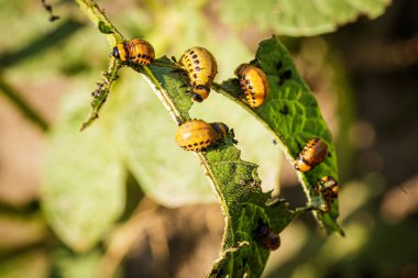 Bir patates yeşil levha üzerinde Colorado patates böceği larva, Leptinotarsa decemlineata