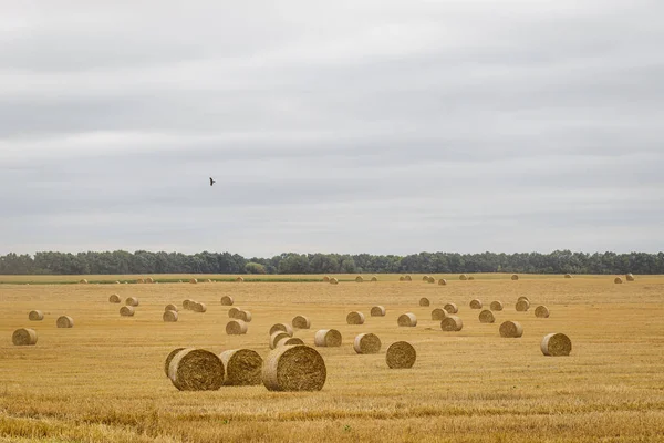 Hay Roll in a meadow against a cloudy sky — Stock Photo, Image