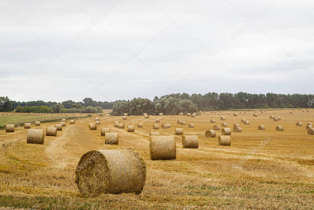 Hay roll in the meadow against a cloudy sky on a long focus