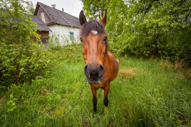 Köyde tasmalı bir at, yakından bakıyor.
