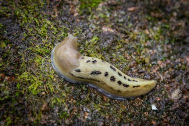 Üstü yosun kaplı bir taşın üzerinde salyangoz. Yukarıdan görüntüle.
