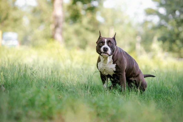 Staffordshire terrier dog defecated in field of grass, in the park. — Stock Photo, Image