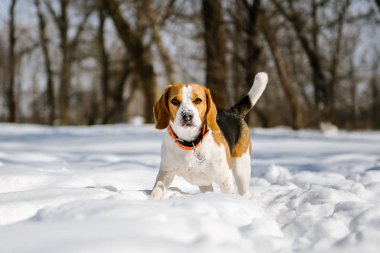 Beagle köpek çalışır ve kış ormanda güneşli bir soğuk günde çalış. Köpek yürüyüş