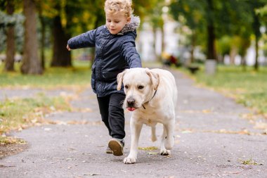 Küçük çocuk çalış, köpeğiyle Labrador parkta sonbaharda çalışır