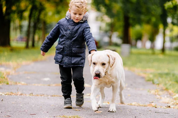 Küçük çocuk çalış, köpeğiyle Labrador parkta sonbaharda çalışır — Stok fotoğraf