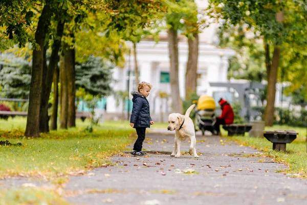 Маленький хлопчик грає, запускає з його собака Лабрадор у парку восени — стокове фото