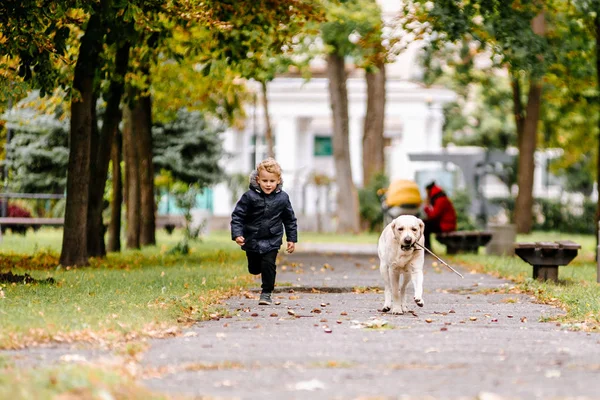 Little boy plays, runs with his dog Labrador in the park in autumn