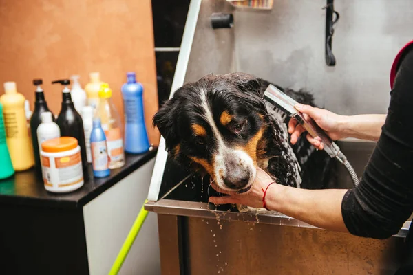 Washing Berner Sennenhund Front Haircut Professional Hairdresser Dog Wash Shearing — Stock Photo, Image