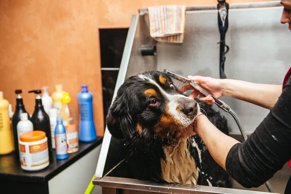 Wasche Berner Sennenhund Vor Friseurmeister Hundewäsche Vor Dem Scheren — Stockfoto