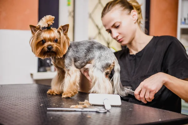 Pflege Von Yorkshire Terrier Professioneller Friseur Friseur Mäht Yorkshire Terrier — Stockfoto