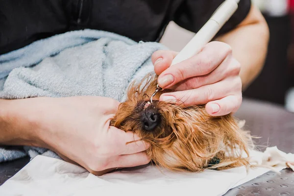 Limpieza Ultrasónica Los Dientes Perro Dentista Veterinario Está Limpiando Los —  Fotos de Stock