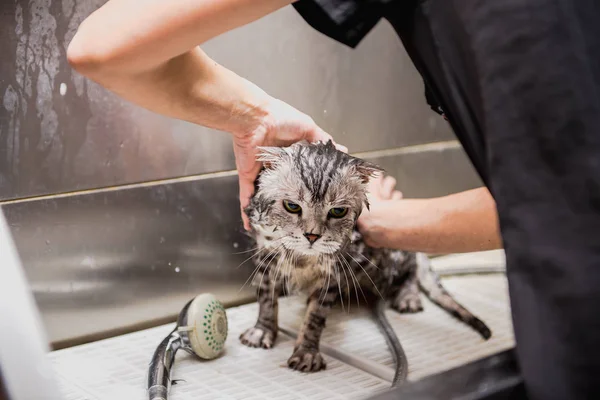 Professionelle Katzenpflege Der Kabine — Stockfoto