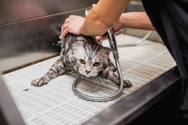 Professionelle Katzenpflege Der Kabine — Stockfoto