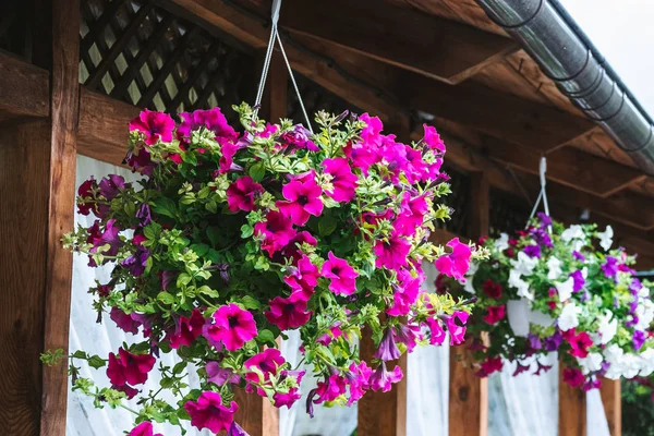 Cestas de flores de petunia colgantes en el balcón. Flor de petunia en planta ornamental. — Foto de Stock